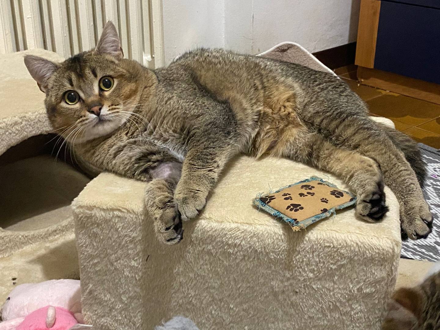 Vuoi adottare un gatto a Bergamo?