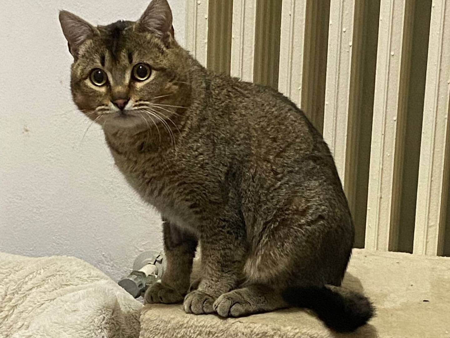 Adotta il gatto Bibò a Bergamo