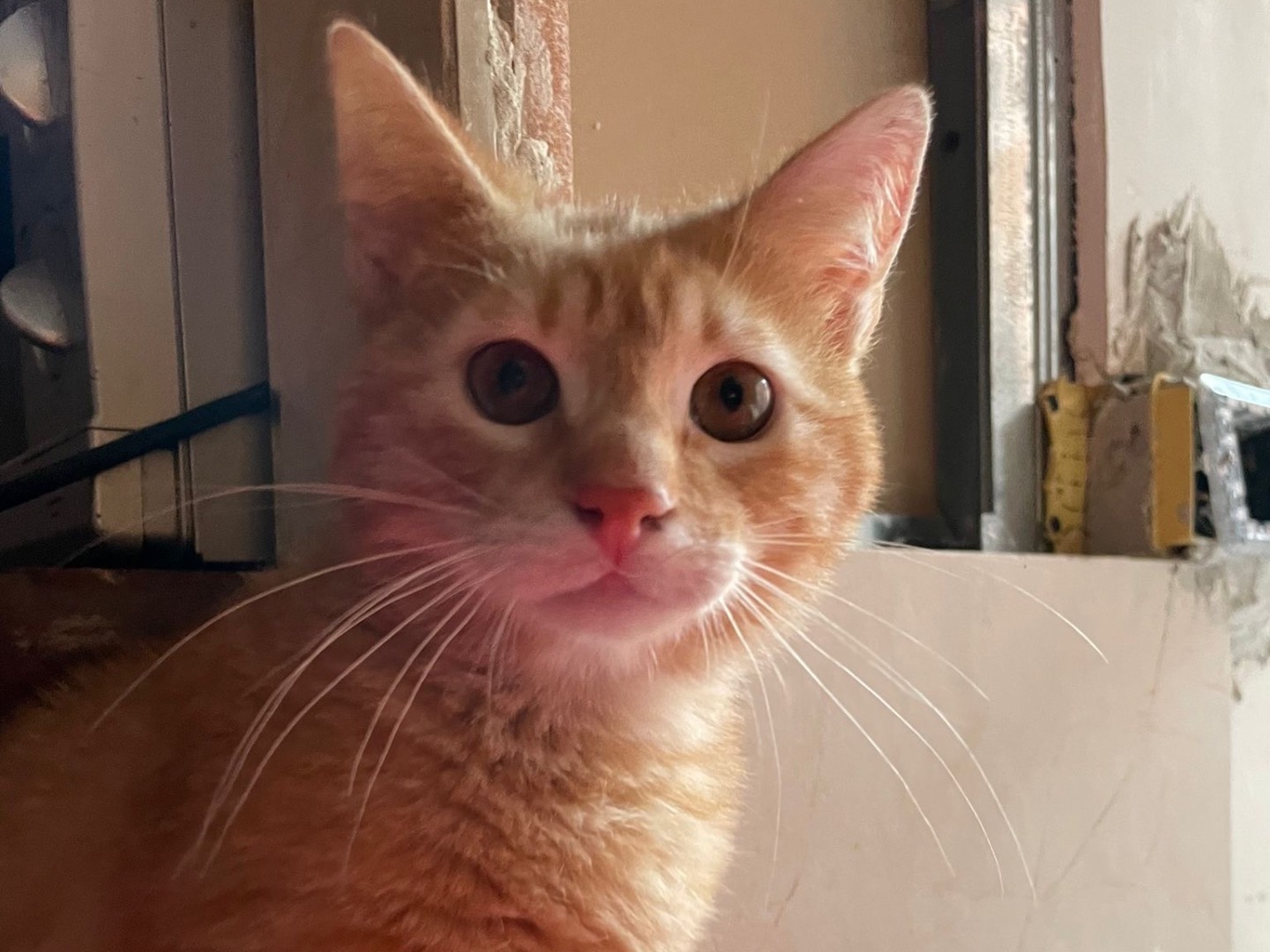 Adozione gatto, maschio, Razza sconosciuta Razza sconosciuta, 9 mesi, taglia non valida, Bari
