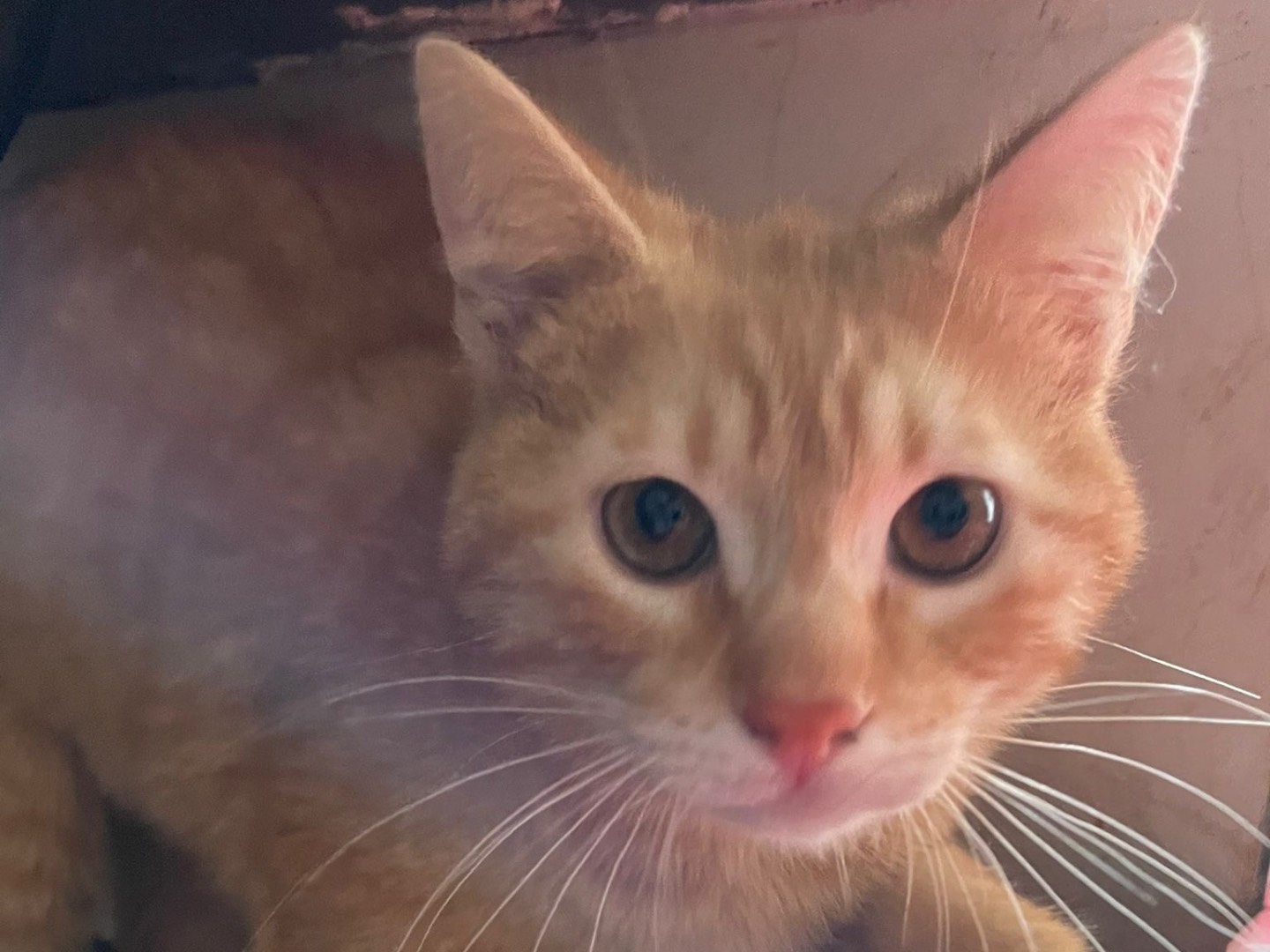Adotta un gatto, maschio, 9 mesi, Bari