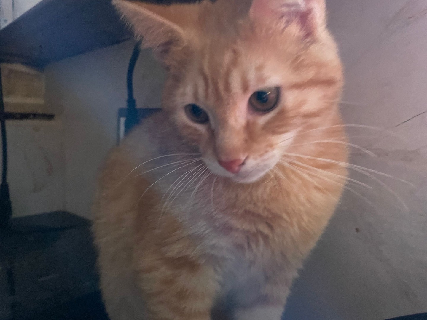 Adotta un gatto, taglia non valida, maschio, Bari