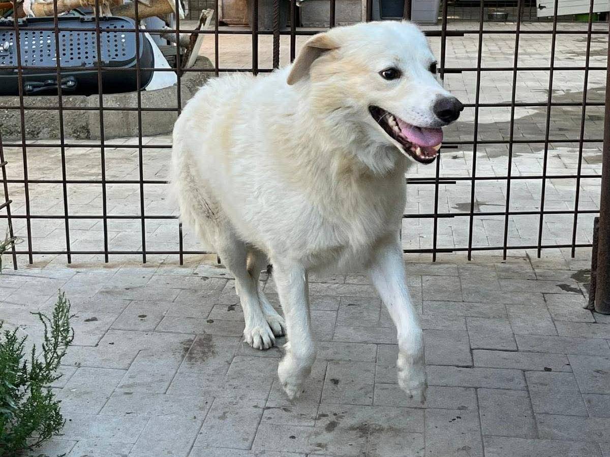 Adotta un cane, maschio, 2 anni e 10 mesi, Messina