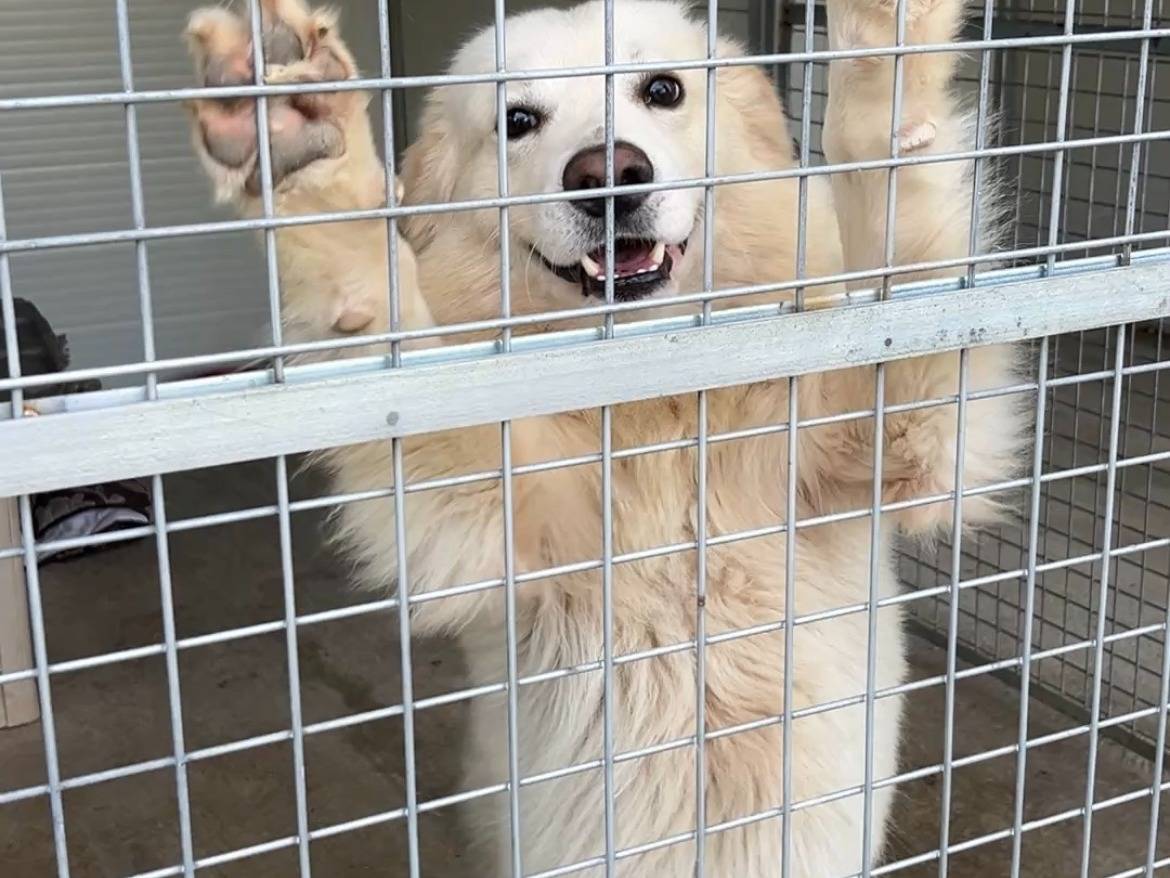 Vuoi adottare un cane a Messina?