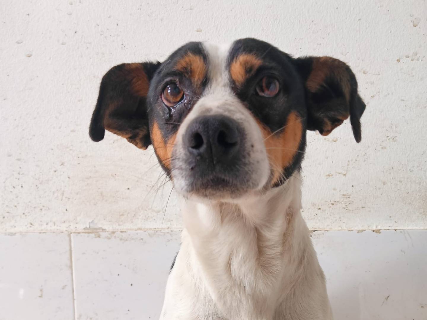 Adozione cane, maschio, Razza sconosciuta Razza sconosciuta, 3 anni e 4 mesi, taglia piccola, Crotone