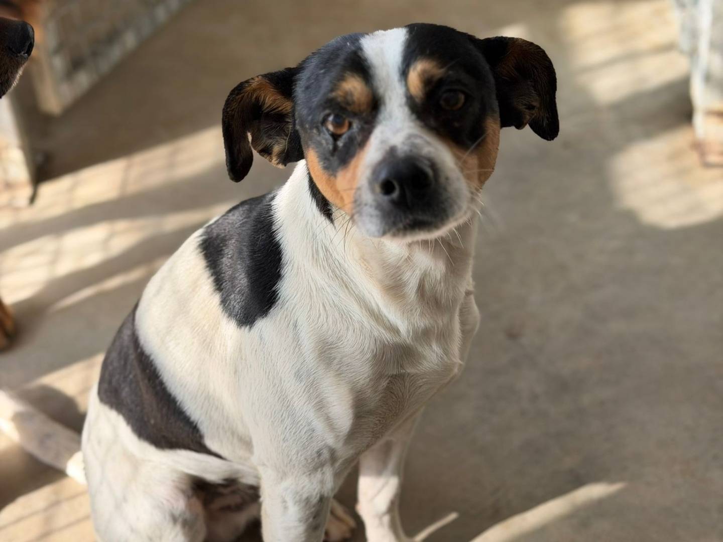 Adotta un cane, maschio, 3 anni e 4 mesi, Crotone