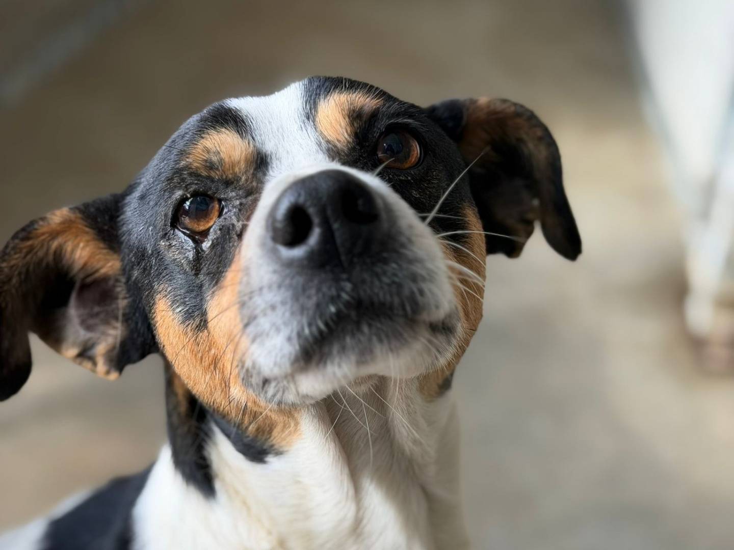 Adotta un cane, taglia piccola, maschio, Crotone