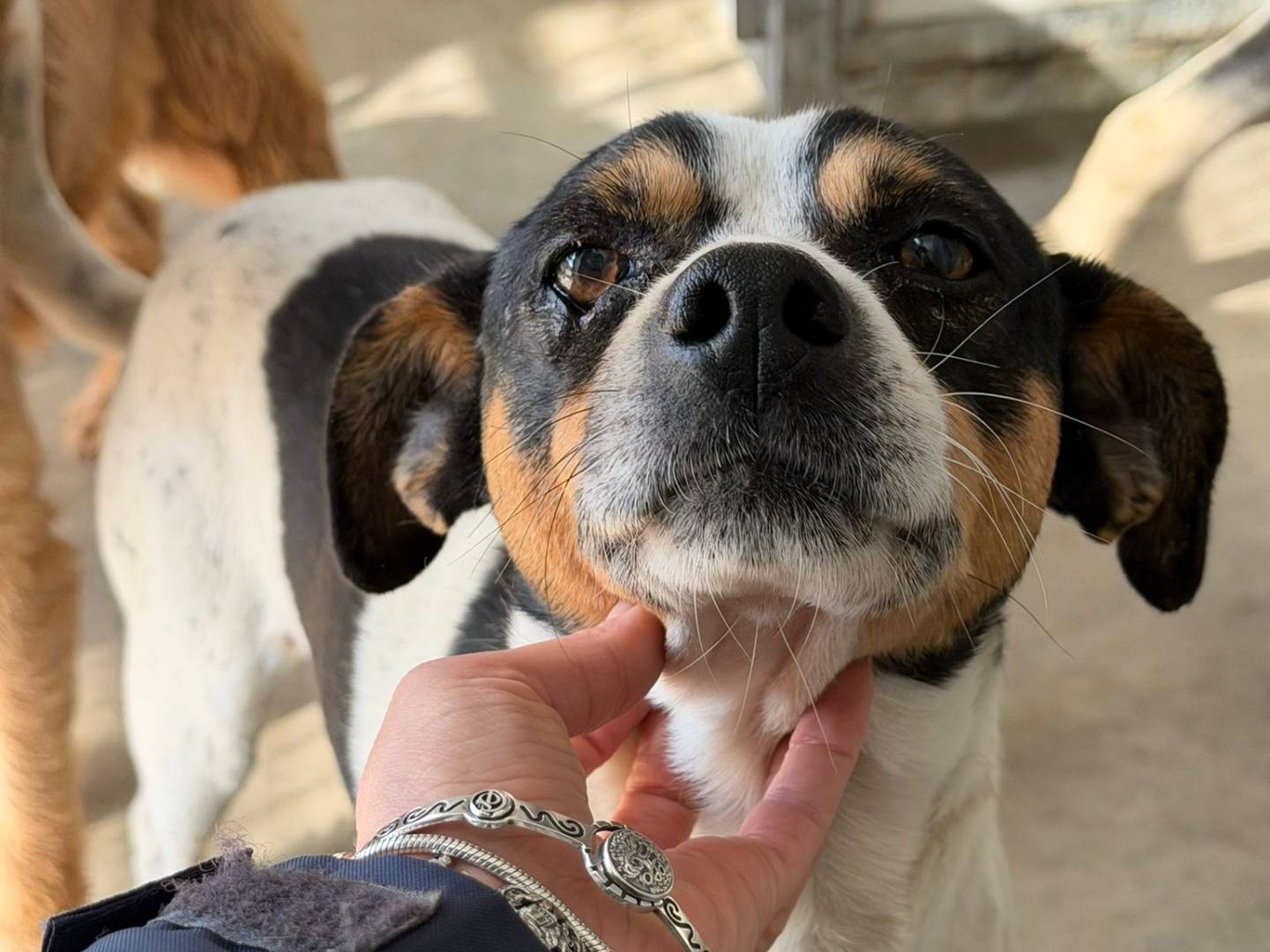 Vuoi adottare un cane a Crotone?