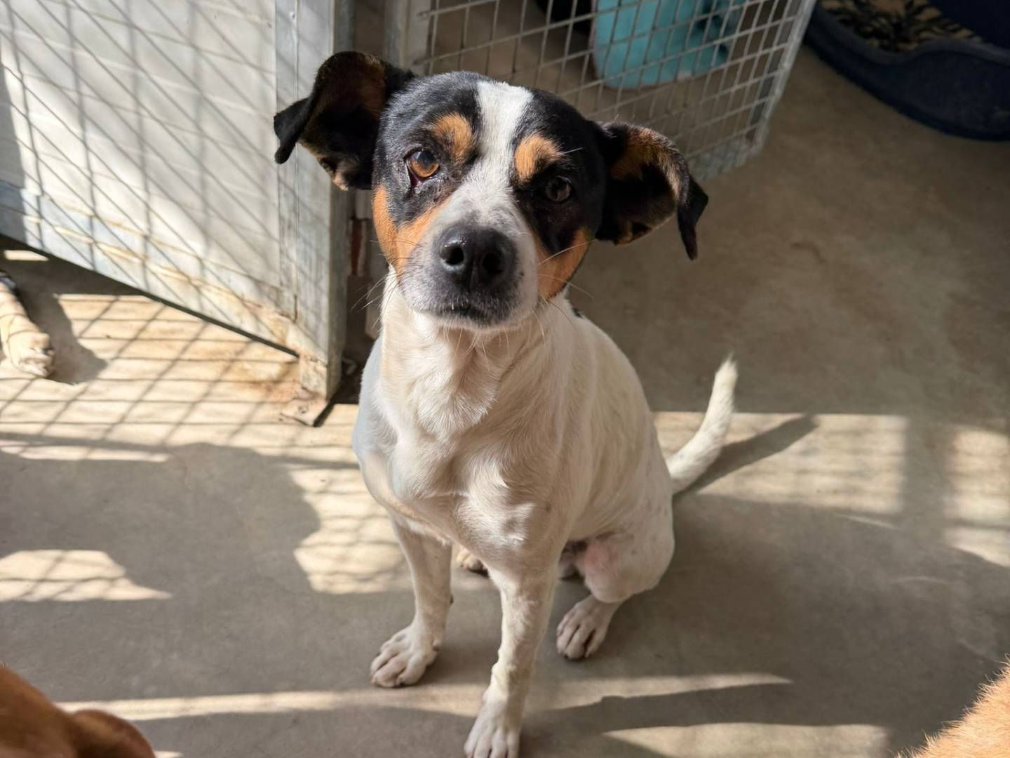 Adotta il cane Coco a Crotone