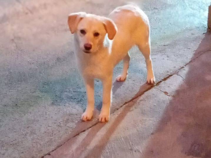 Adotta il cane Eugenia  a Frosinone