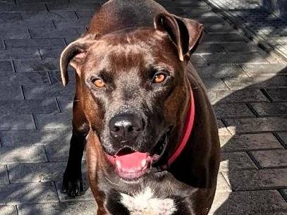 Adotta un cane, maschio, 3 anni e 8 mesi, Milano