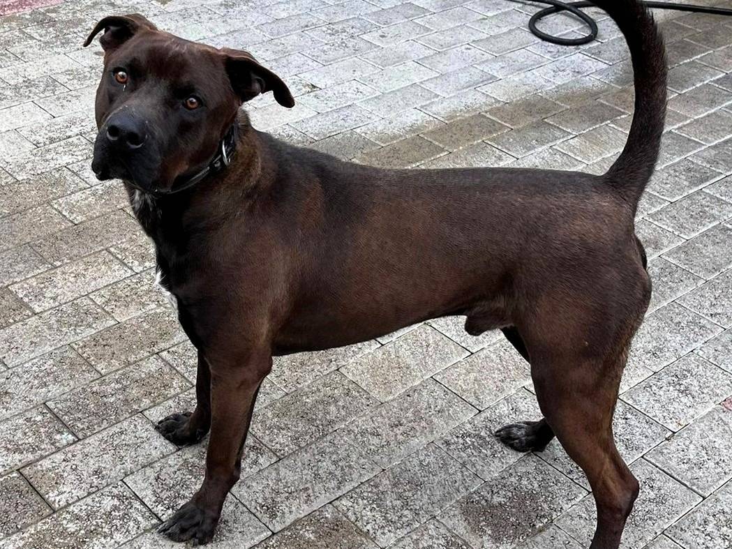 Adotta un cane, taglia media, maschio, Milano