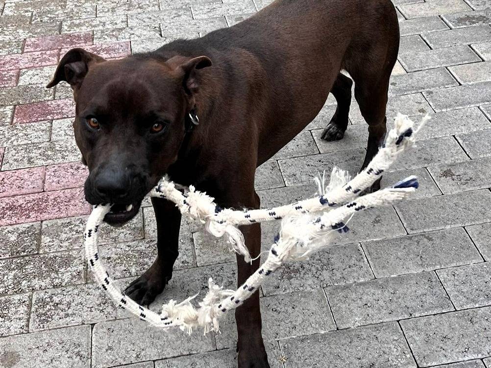 Adotta il cane NIGEL a Milano