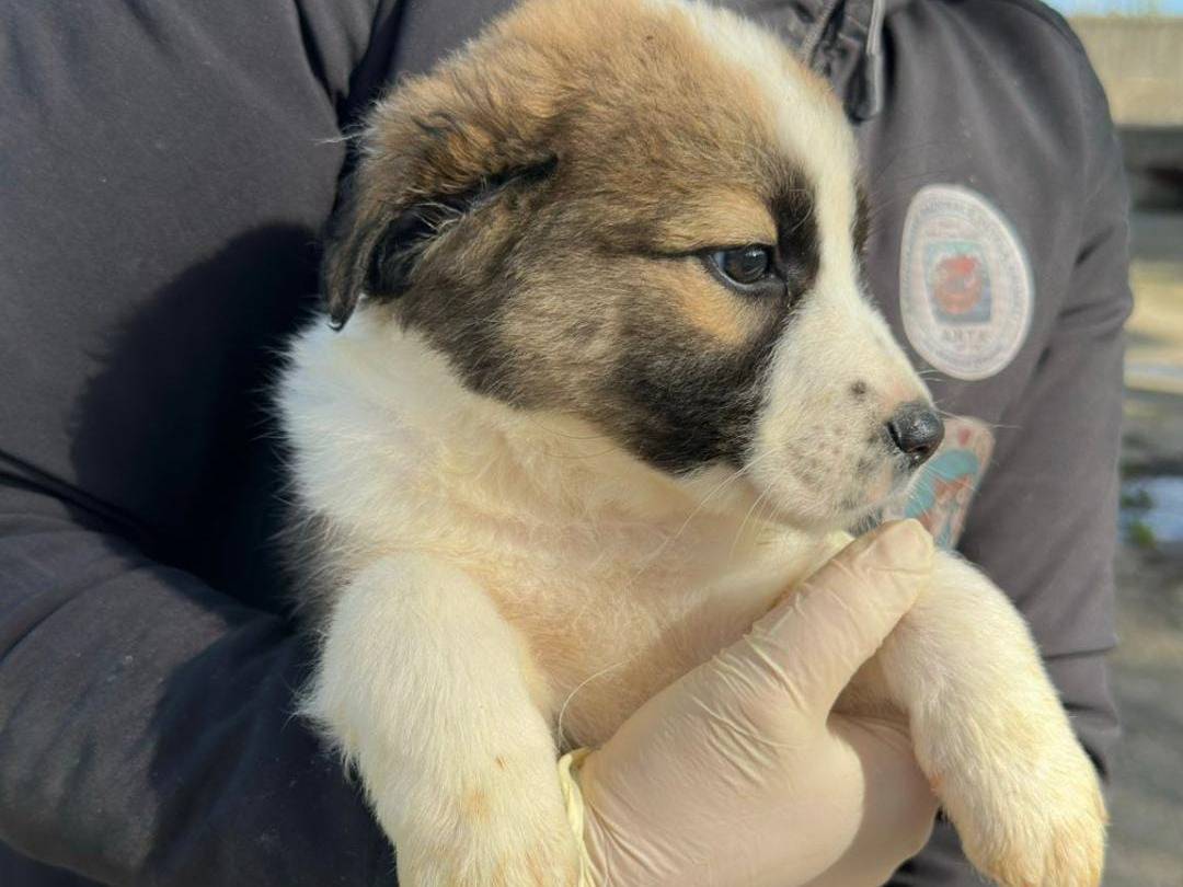 Vuoi adottare un cane a Crotone?