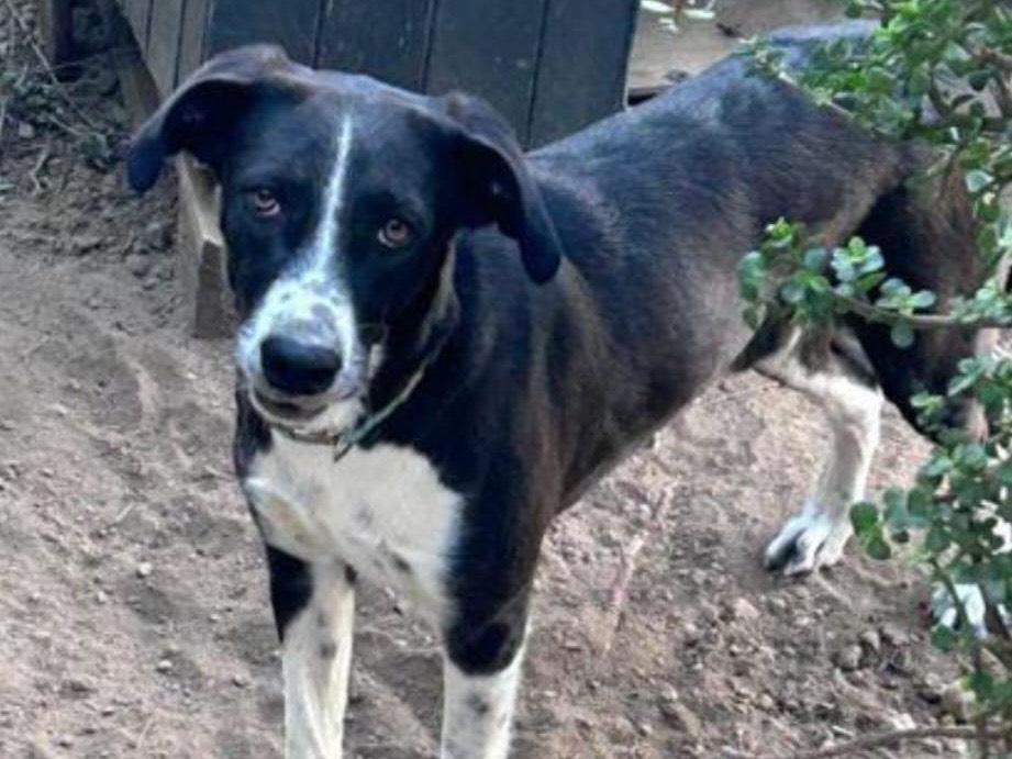 Adotta un cane, maschio, 1 anno e 8 mesi, Messina