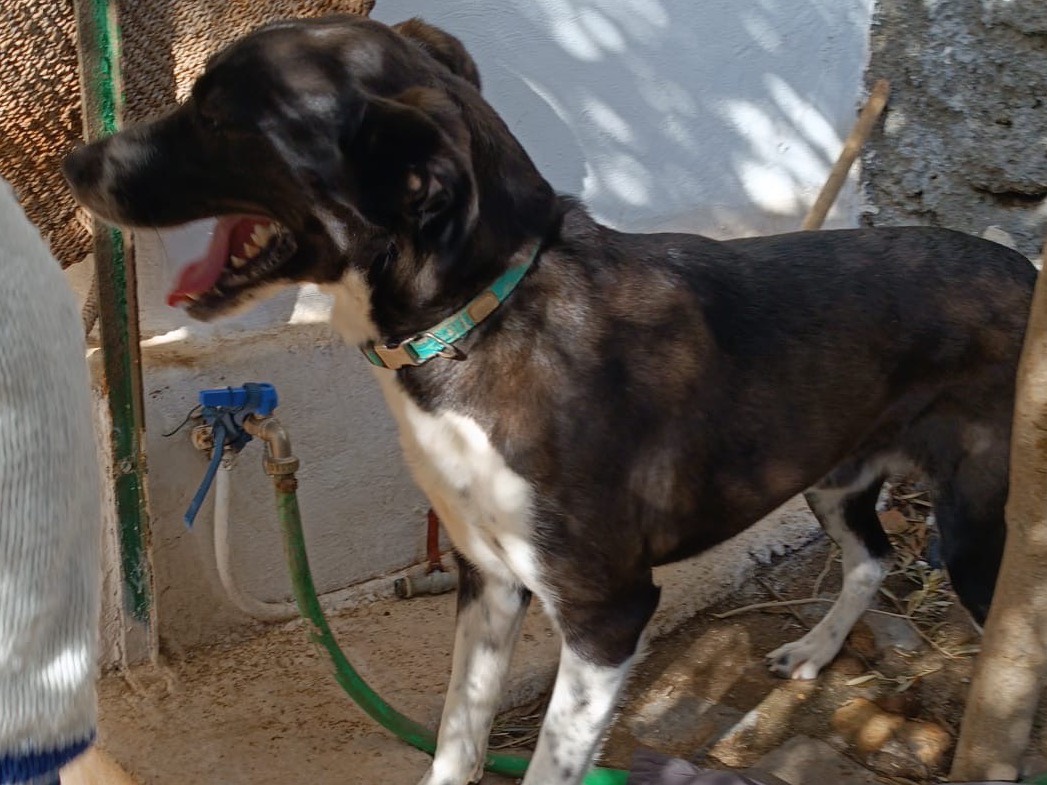 Adotta un cane, taglia media, maschio, Messina