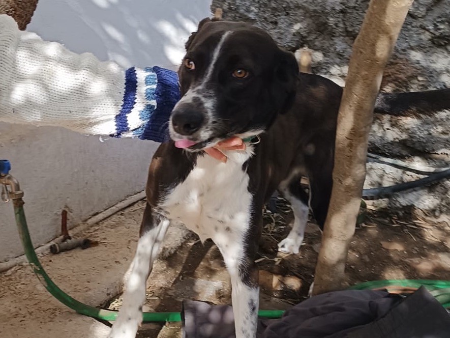 Vuoi adottare un cane a Messina?