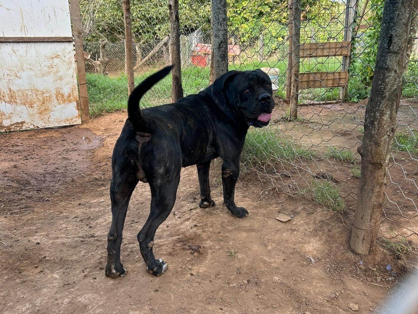 Adotta un cane, maschio, 5 anni e 3 mesi, Catanzaro