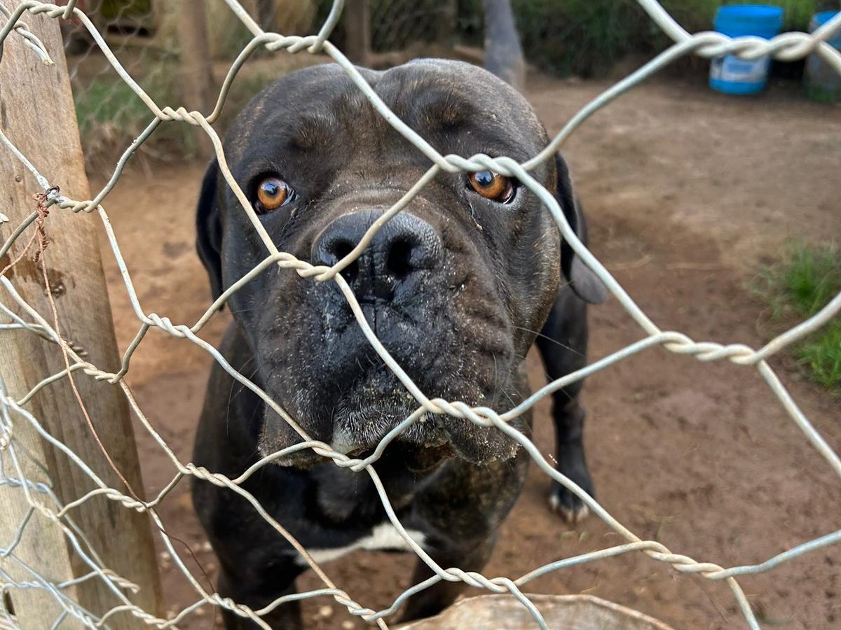 Vuoi adottare un cane a Catanzaro?