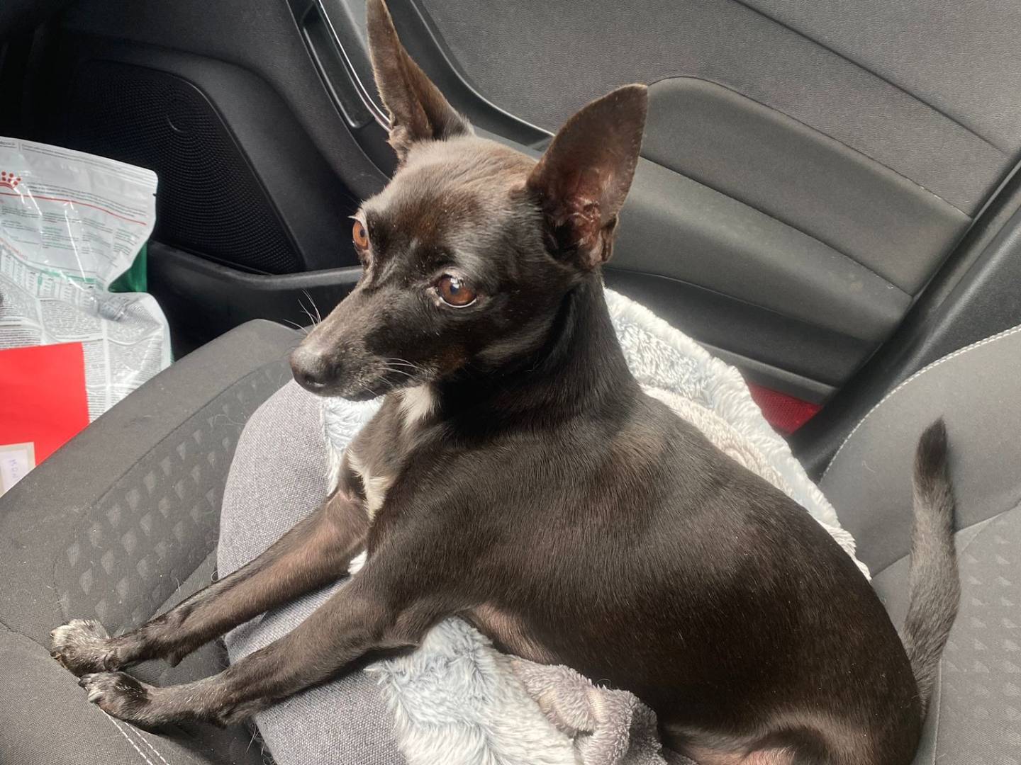 Adozione cane, maschio, Razza sconosciuta Razza sconosciuta, 8 anni e 1 mese, taglia piccola, Bari