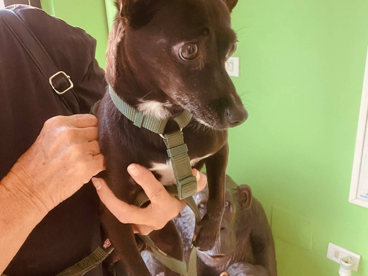 Adotta un cane, maschio, 8 anni e 1 mese, Bari