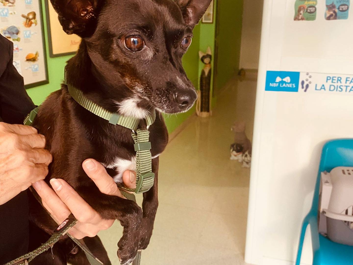 Adotta un cane, taglia piccola, maschio, Bari