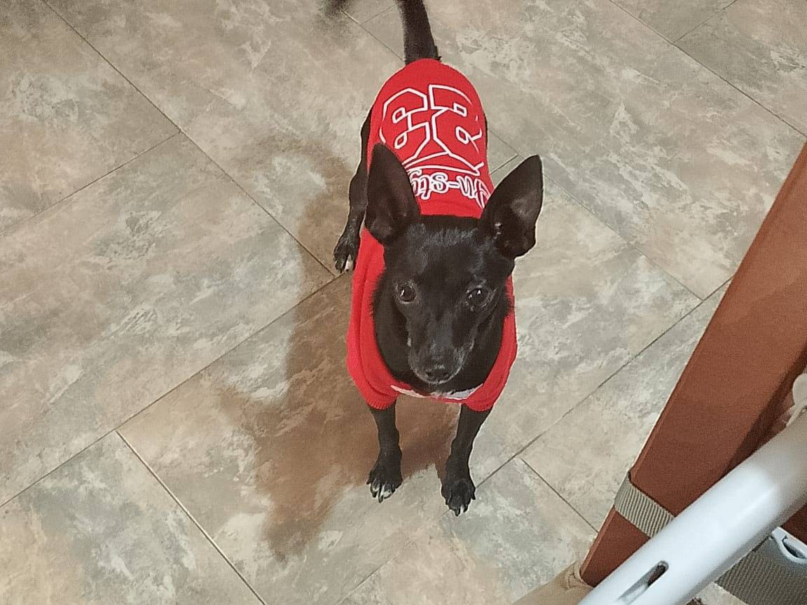 Vuoi adottare un cane a Bari?