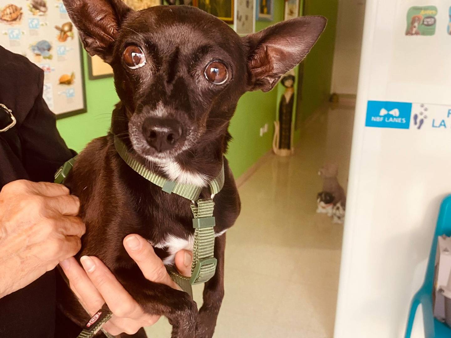 Adotta il cane Kikko a Bari