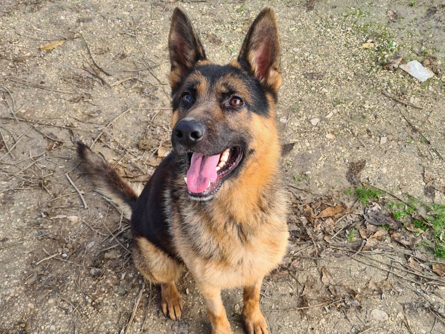 Adozione cane, maschio, Pastore tedesco Razza sconosciuta, 1 anno e 5 mesi, taglia grande, Ancona