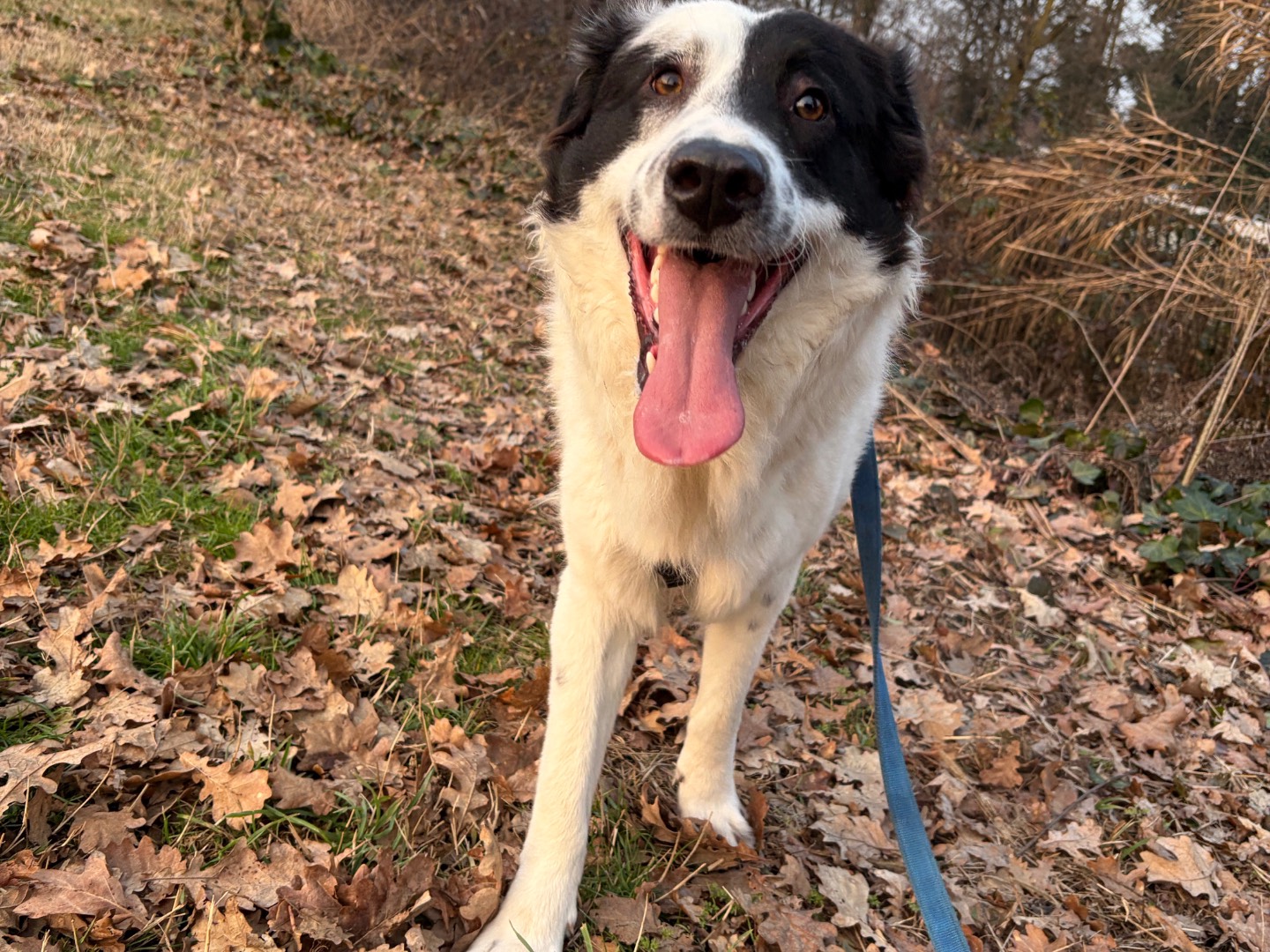 Adotta un cane, maschio, 11 mesi, Milano
