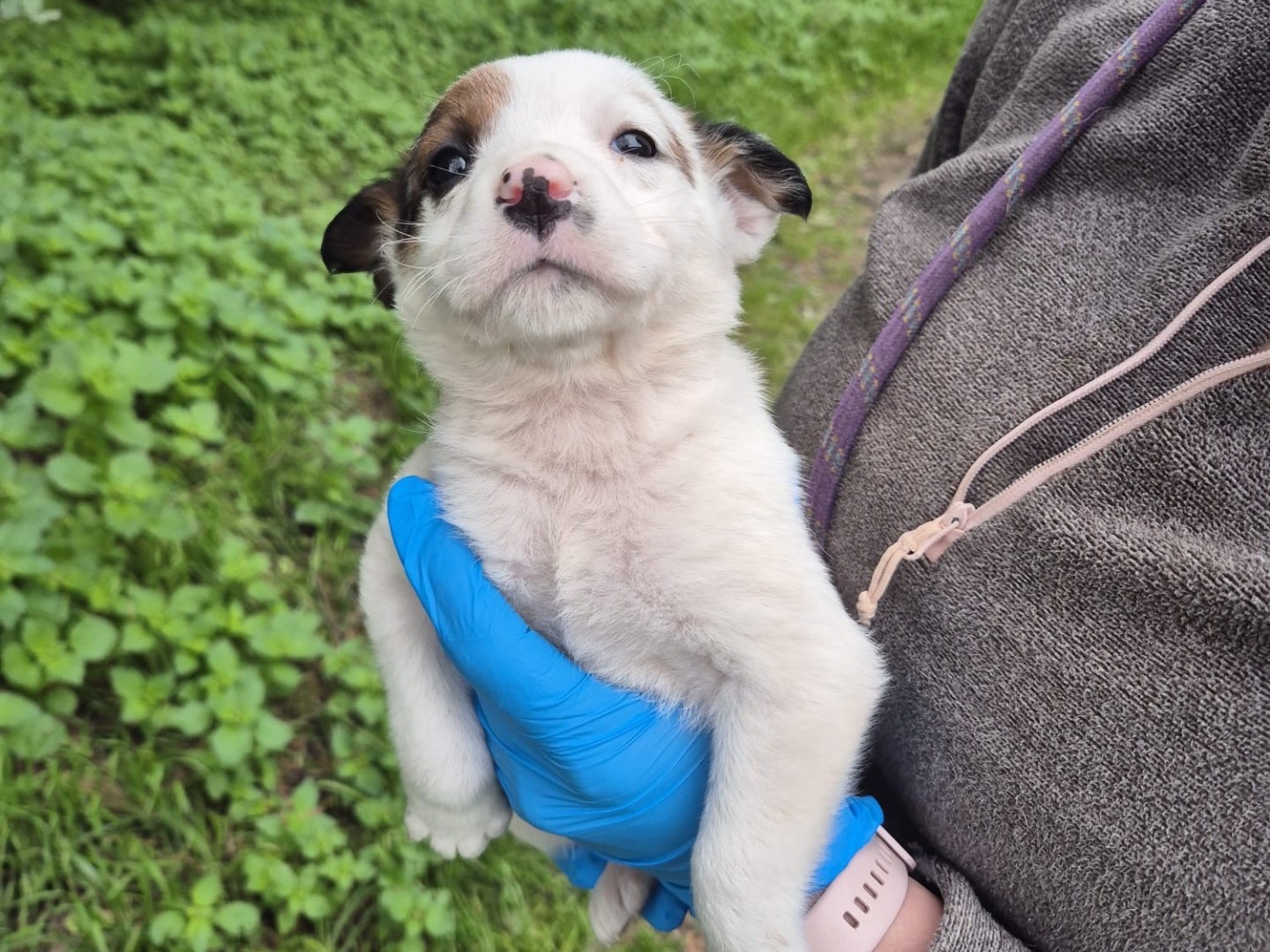 Adozione cane, femmina, Razza sconosciuta Razza sconosciuta, 4 mesi, taglia media contenuta, Ragusa