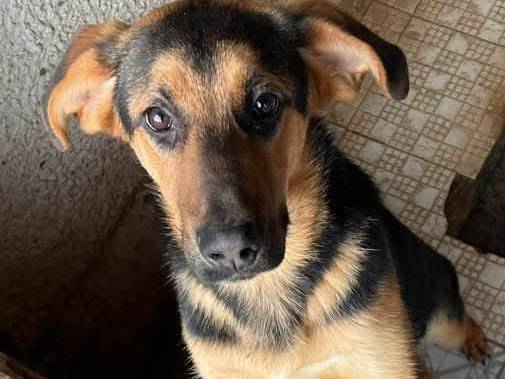 Adozione cane, maschio, Razza sconosciuta Razza sconosciuta, 8 mesi, taglia media, Varese