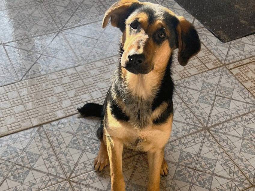 Adotta un cane, taglia media, maschio, Varese