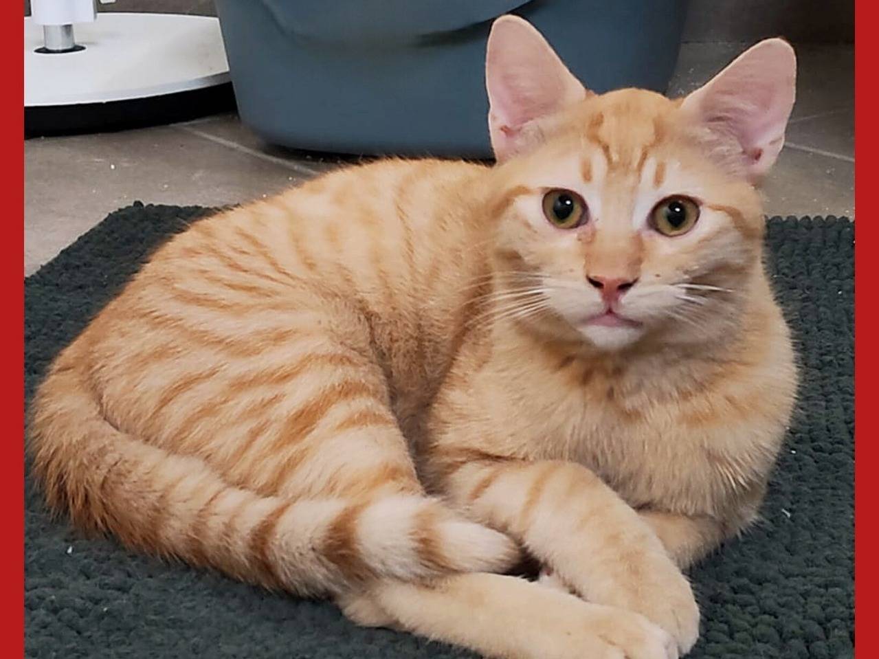 Adotta un gatto, maschio, 5 mesi, Torino