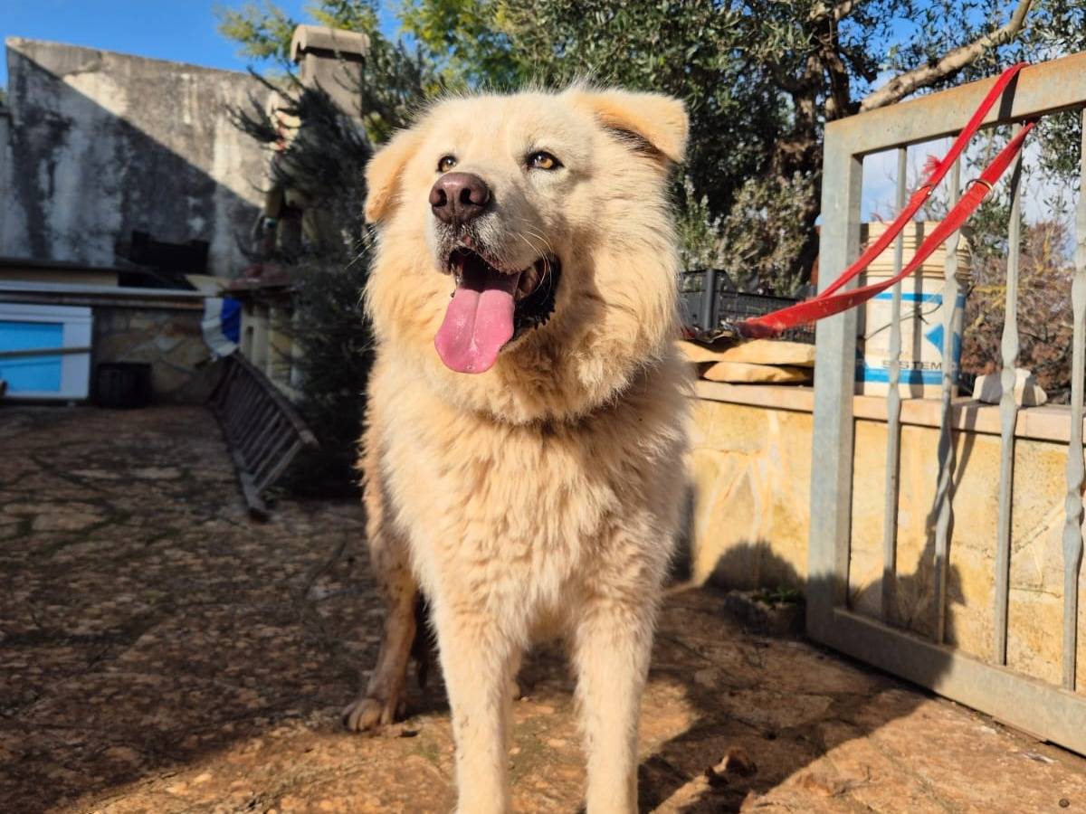 Adozione cane, maschio, Pastore maremmano Razza sconosciuta, 1 anno e 7 mesi, taglia grande, Bari