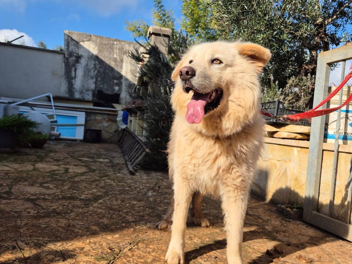 Adotta un cane, maschio, 1 anno e 7 mesi, Bari