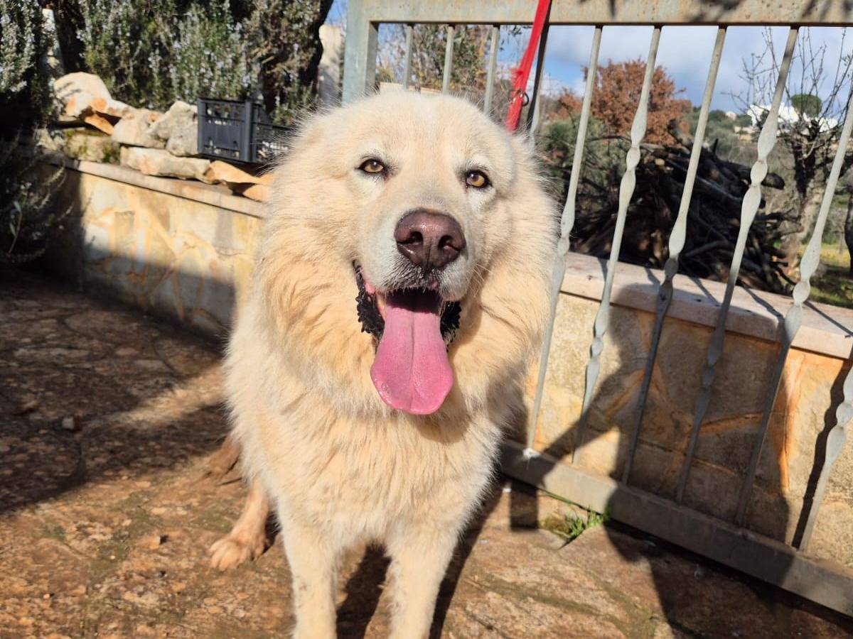 Adotta un cane, taglia grande, maschio, Bari