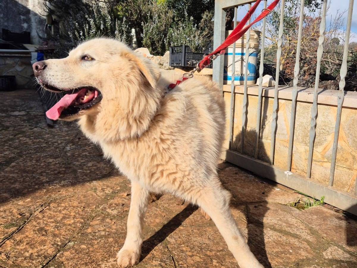 Vuoi adottare un cane a Bari?