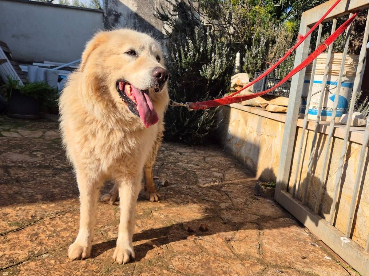 Adotta il cane Swen a Bari