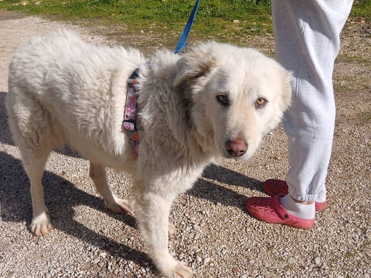 Vuoi adottare un cane a Bari?