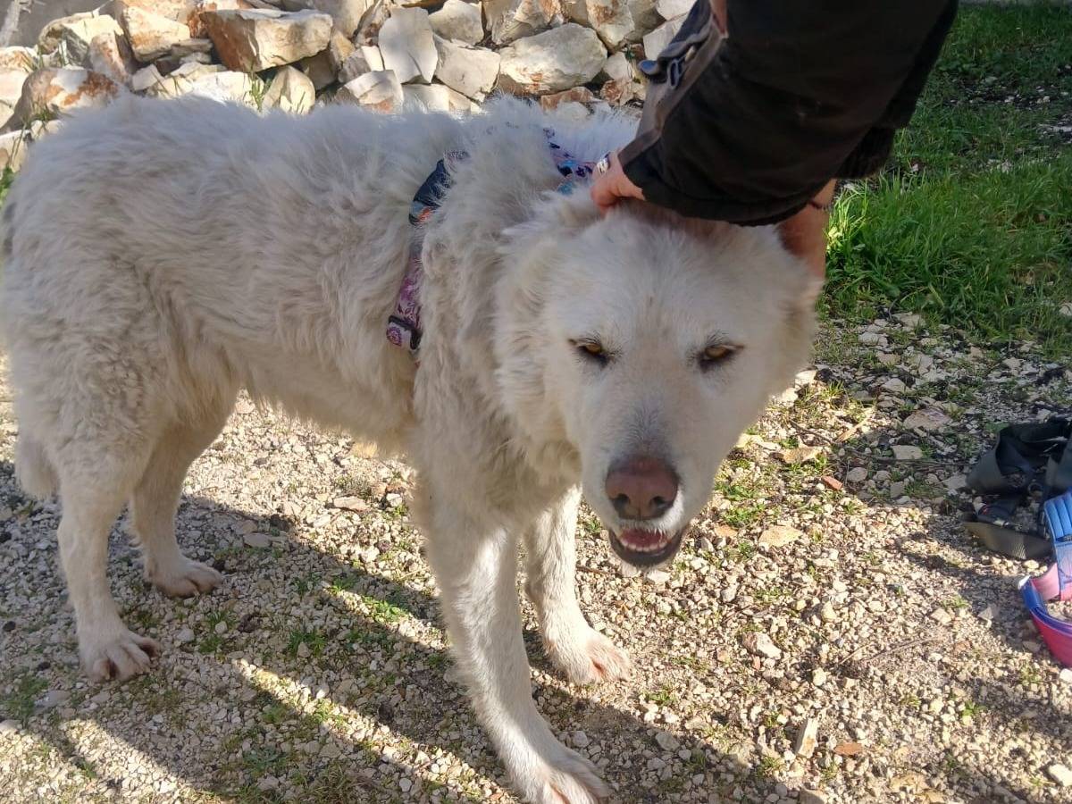 Adotta il cane Bella a Bari
