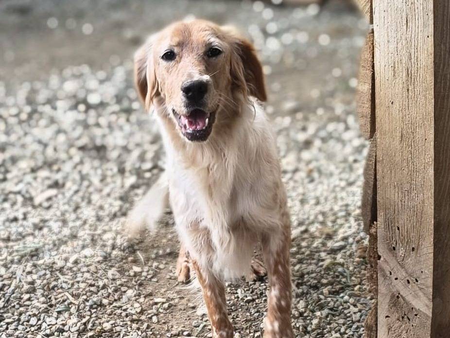 Adozione cane, femmina, Setter Inglese Razza sconosciuta, 1 anno e 1 mese, taglia media contenuta, Crotone