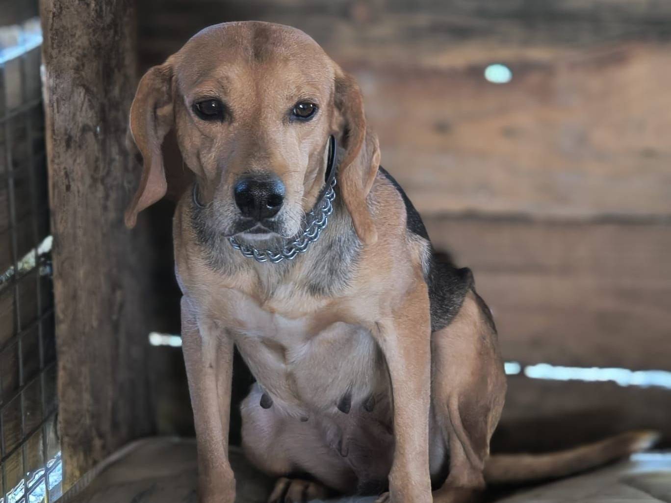 Adozione cane, femmina, Razza sconosciuta Razza sconosciuta, 1 anno e 8 mesi, taglia media, Crotone