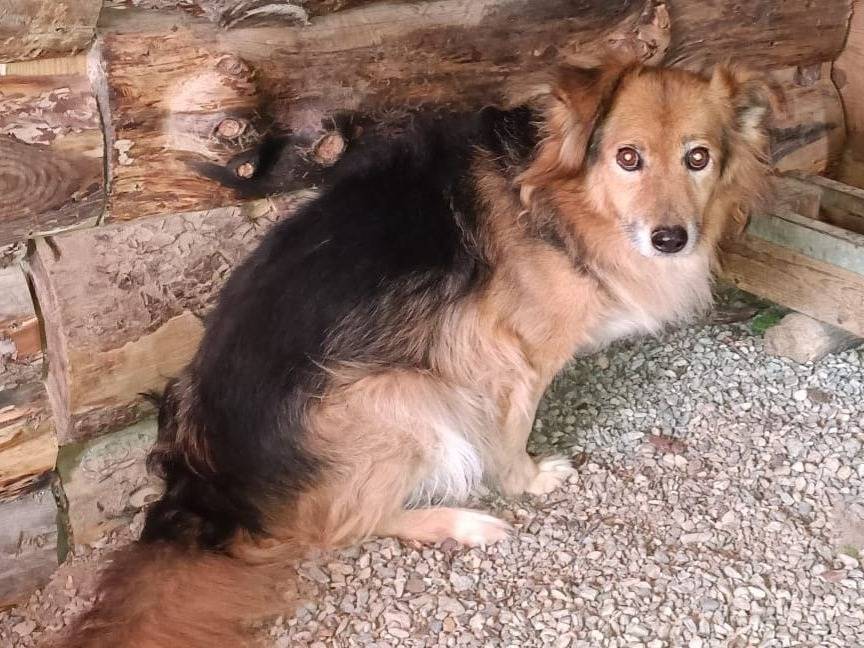 Adozione cane, maschio, Razza sconosciuta Razza sconosciuta, 10 anni e 1 mese, taglia piccola, Crotone