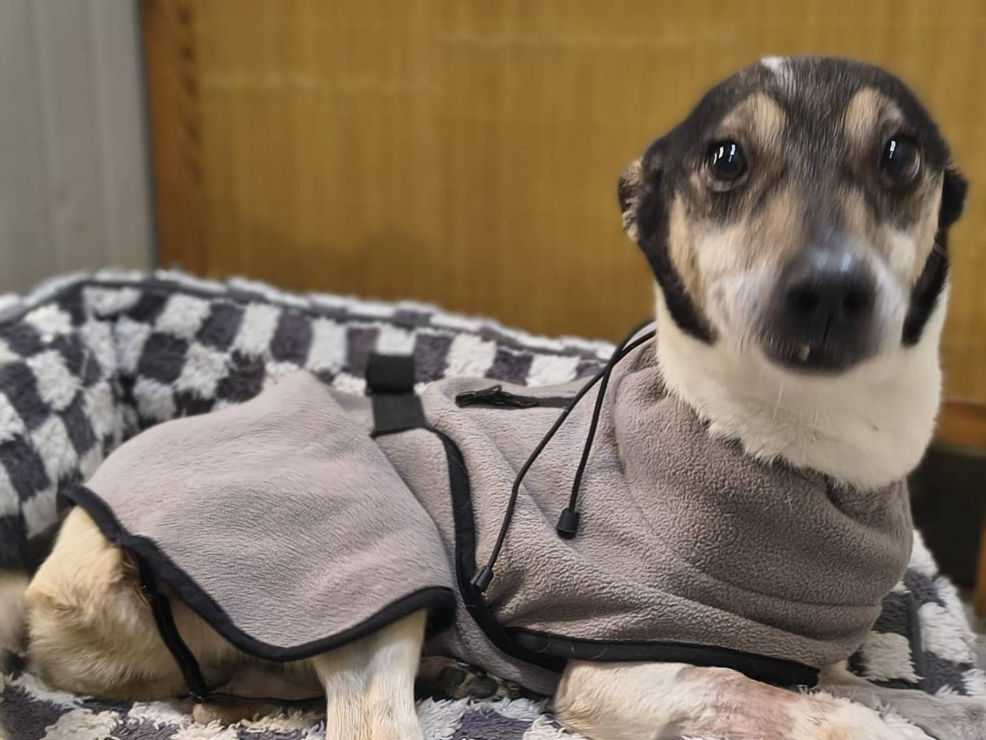 Adozione cane, femmina, Razza sconosciuta Razza sconosciuta, 8 anni e 7 mesi, taglia piccola, Crotone