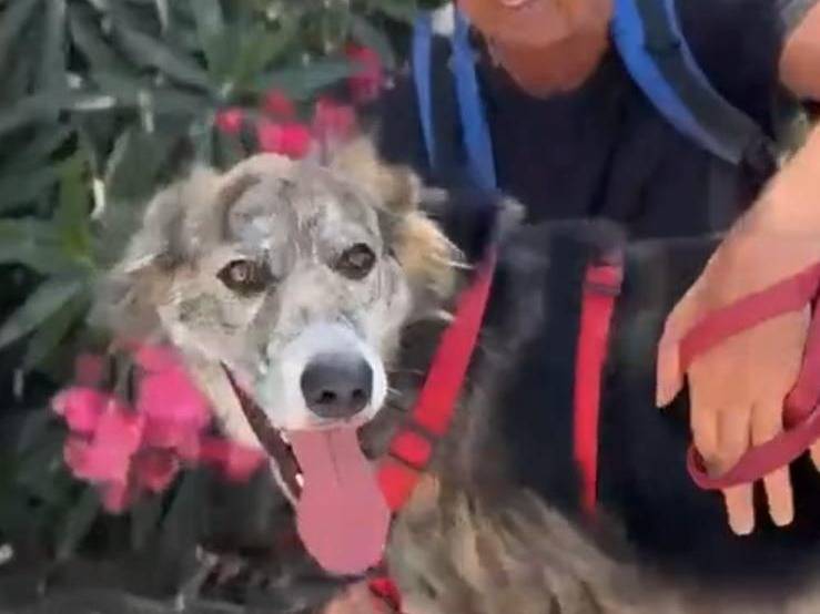 Adotta il cane Chandeler a Caserta