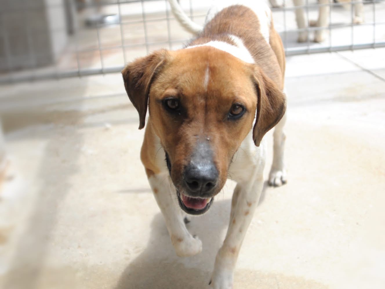 Adotta il cane Alvin  a Pescara