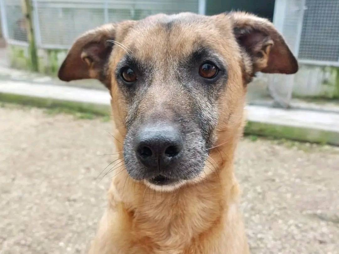 Adozione cane, maschio, Razza sconosciuta Razza sconosciuta, 10 anni, taglia media, Cremona