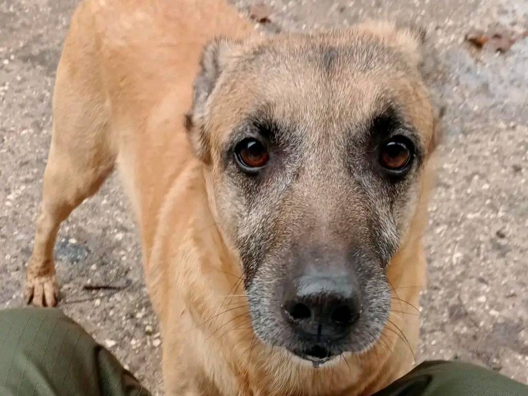 Adotta un cane, maschio, 10 anni, Cremona