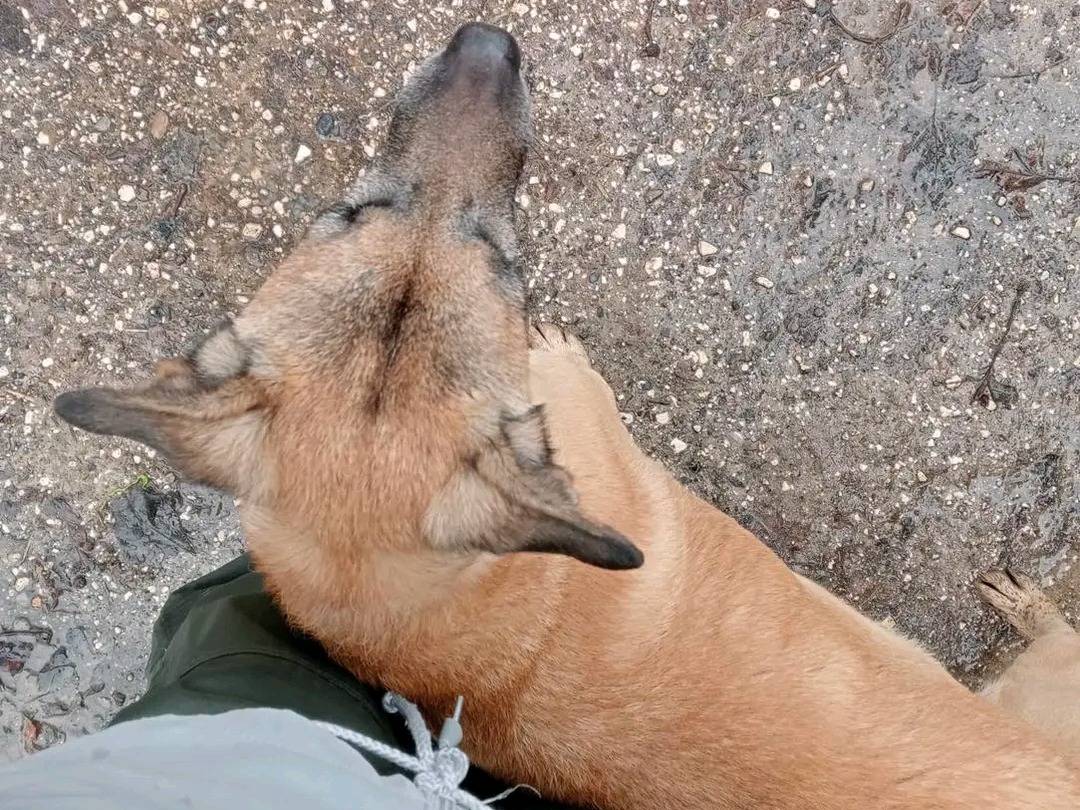 Adotta un cane, taglia media, maschio, Cremona