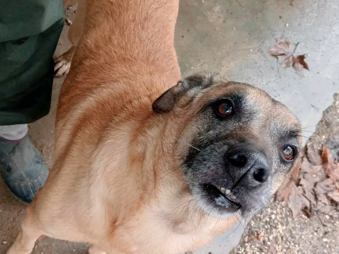 Vuoi adottare un cane a Cremona?